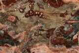 Beautiful Petrified Wood (Araucaria) Slab - Madagascar #361477-1